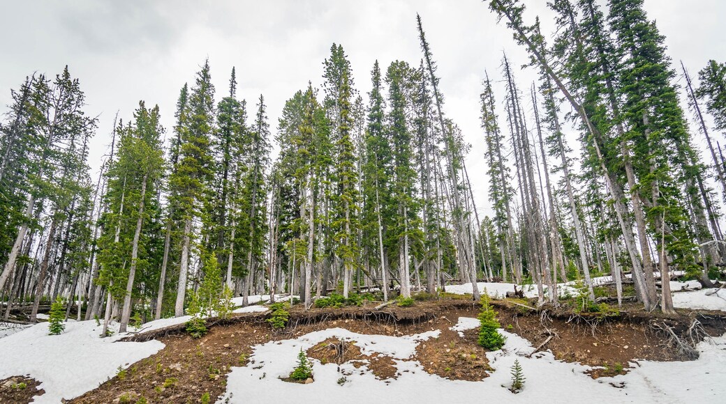 Mt. Washburn which includes forest scenes and snow