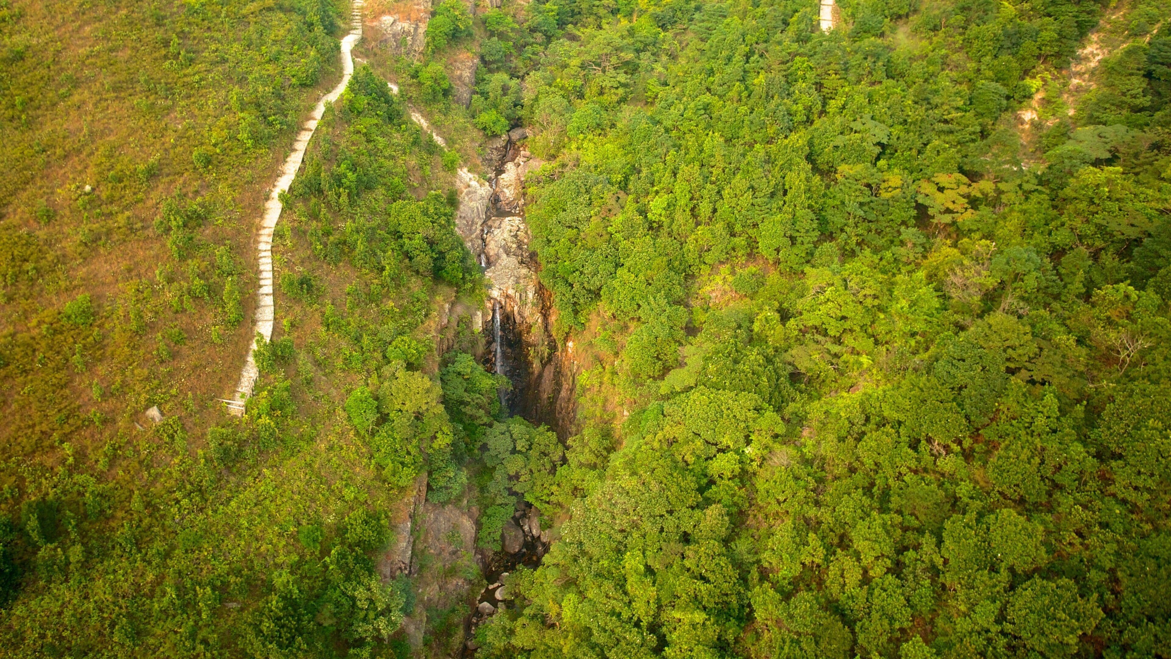 Ngong Ping 360 featuring forests