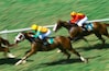 indian races horse racing india