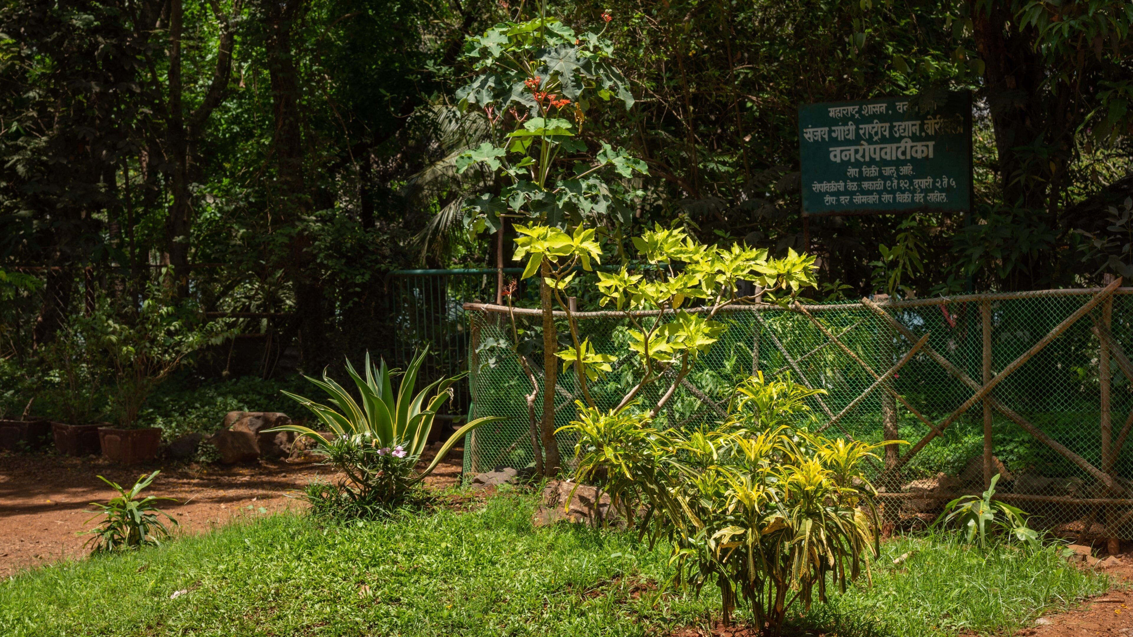 Sanjay Gandhi National Park showing a park