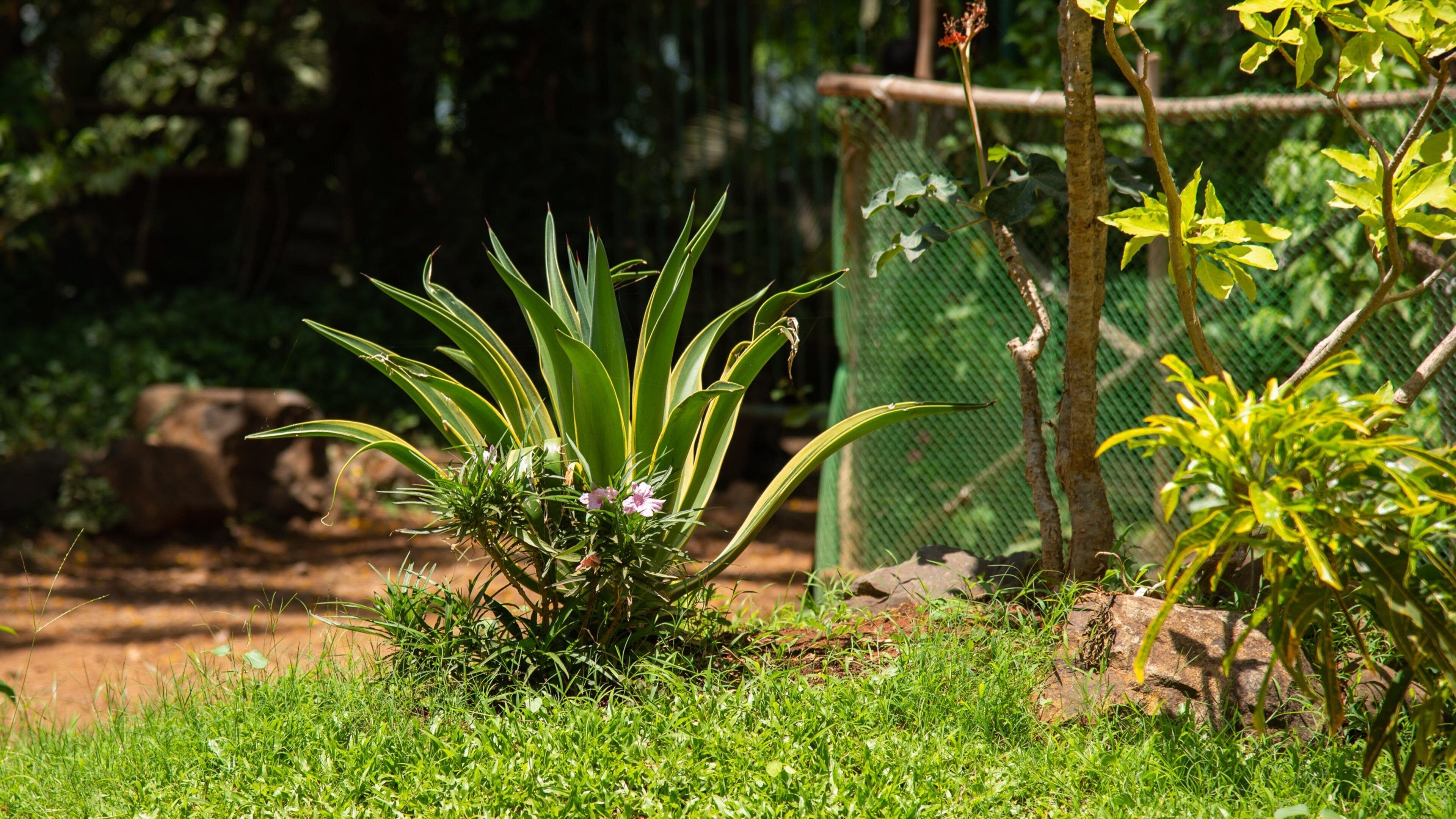 Sanjay Gandhi National Park showing wildflowers and a park