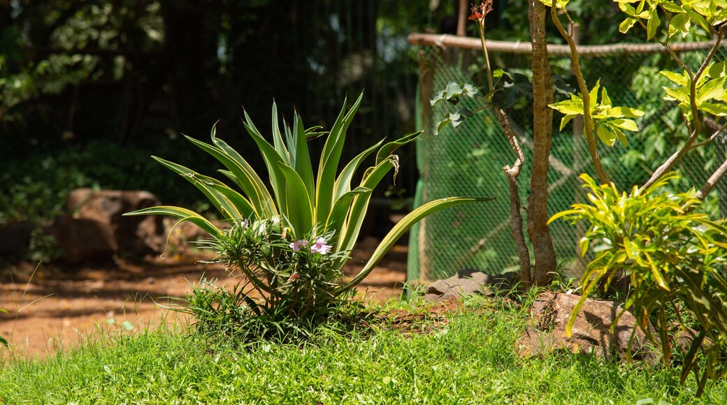 Sanjay Gandhi National Park showing wildflowers and a park