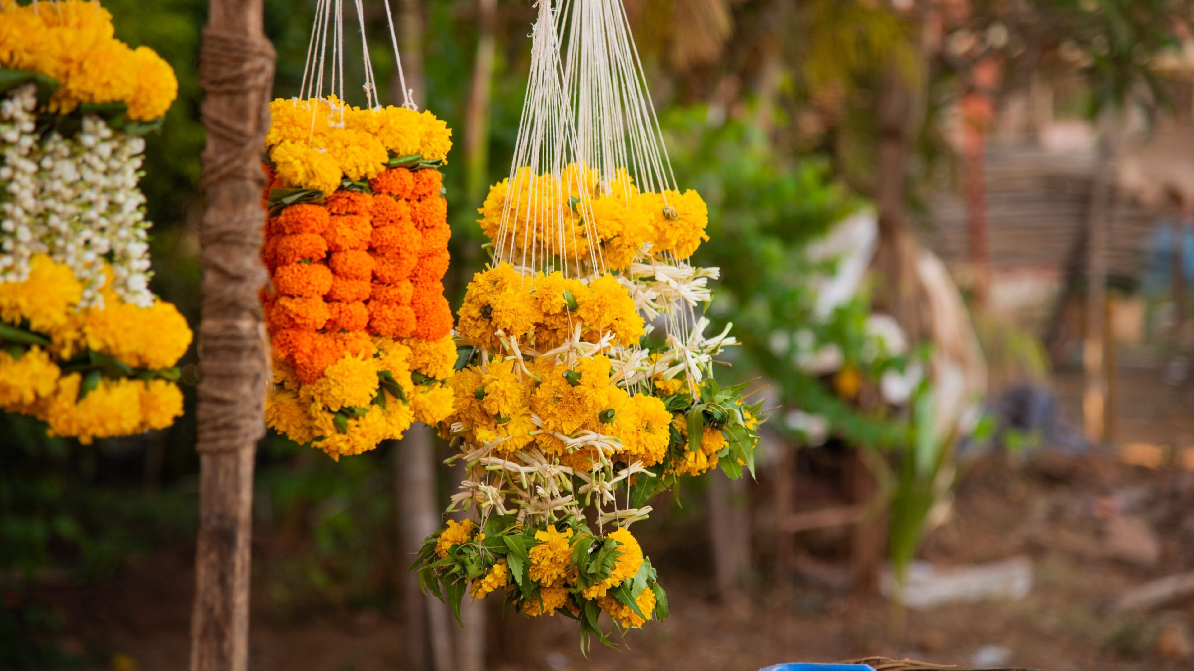 Shivaji Park which includes flowers