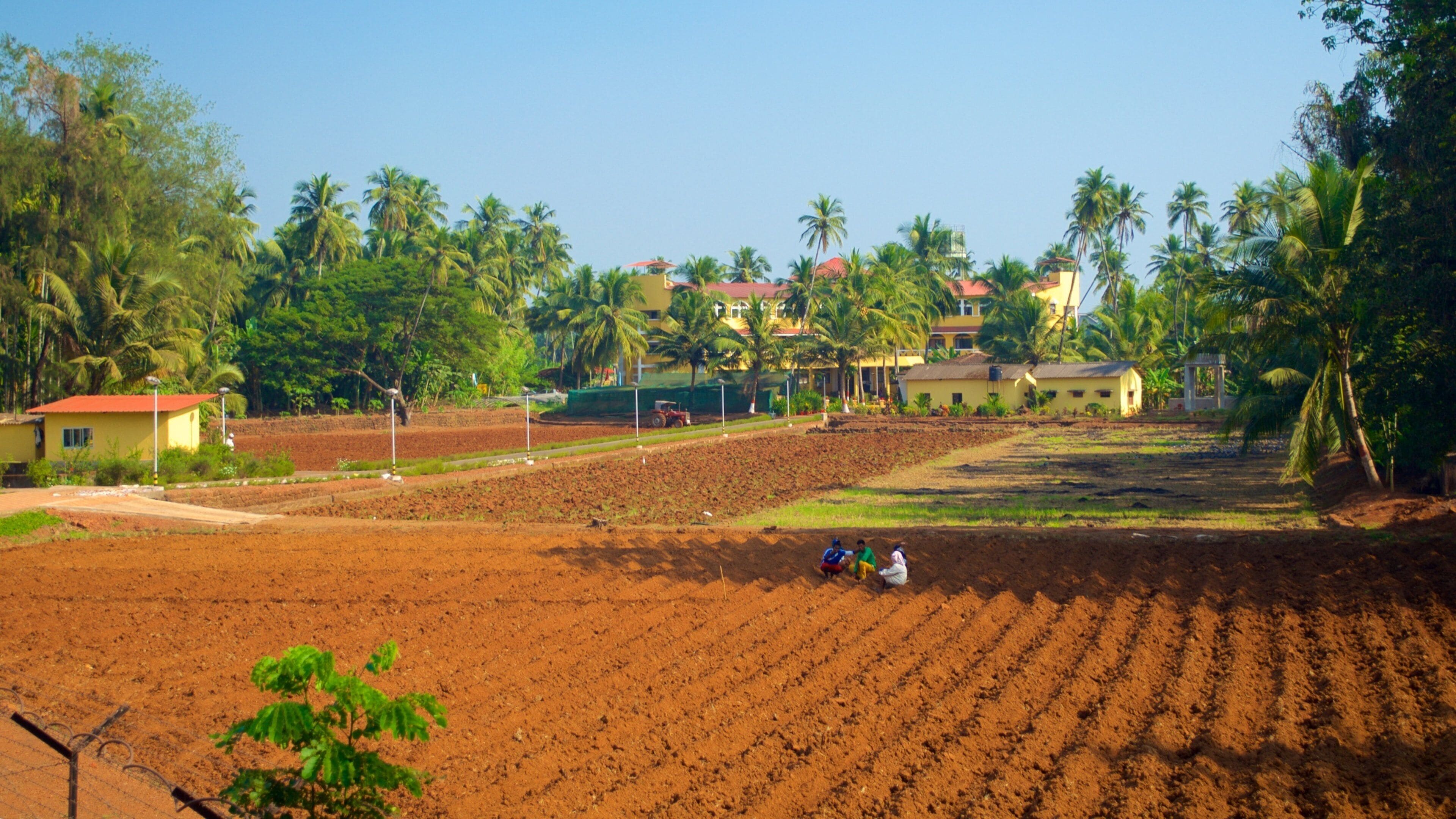 Basílica del Buen Jesús ofreciendo tierra de cultivo
