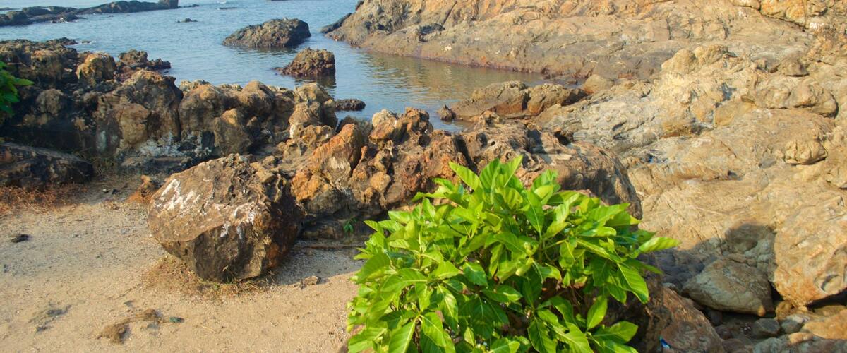 Praia de Vagator mostrando paisagens litorâneas, uma praia de areia e litoral acidentado