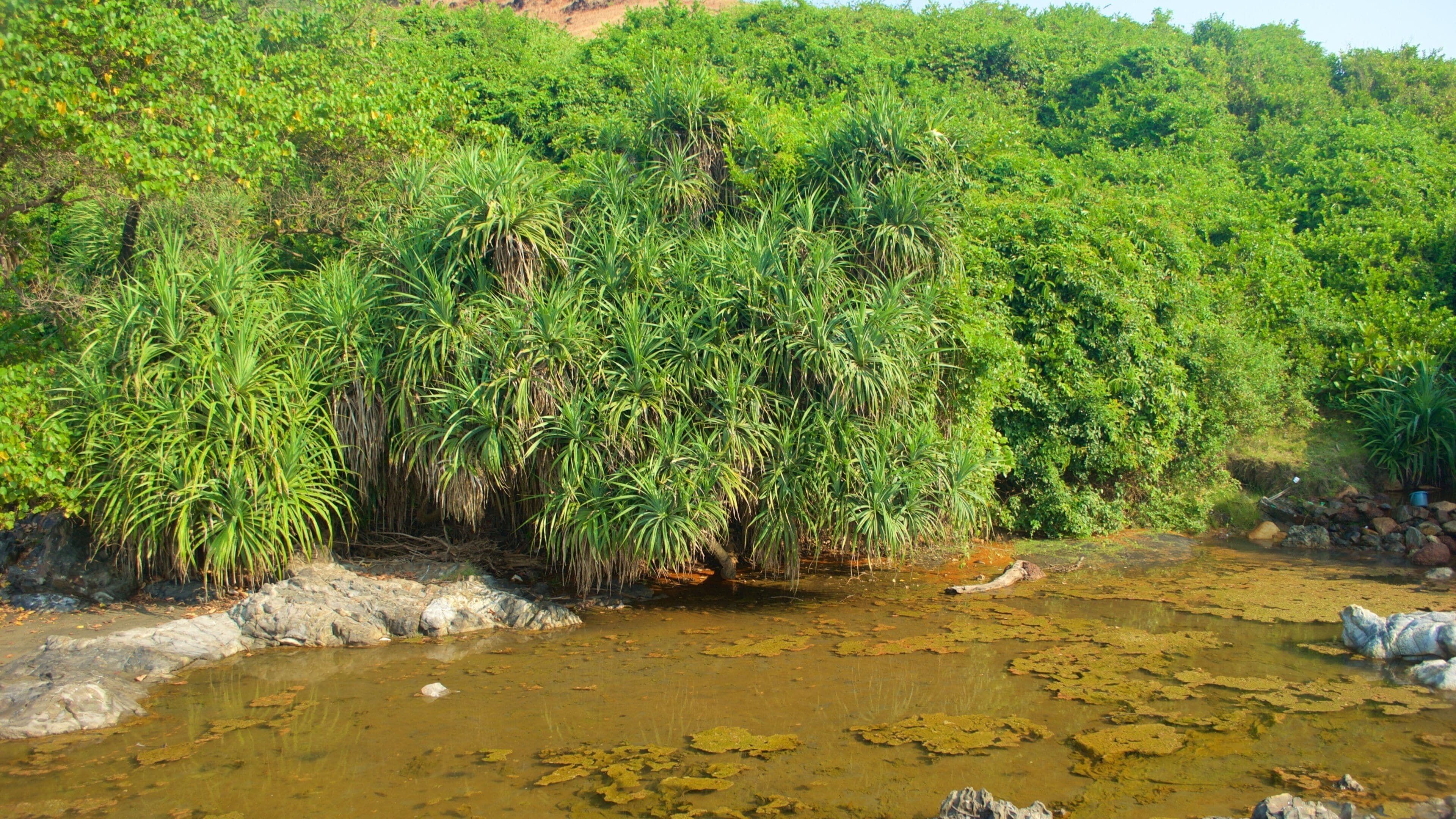 Vagator strand som viser skog og sumpskog