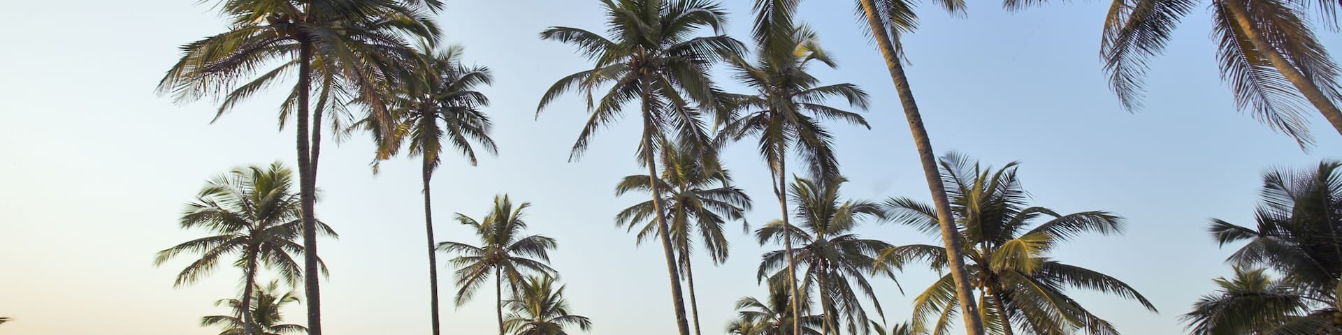 India, Goa, palm trees on Vagator beach