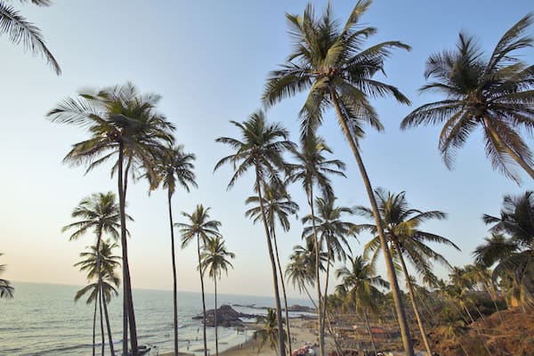 India, Goa, palm trees on Vagator beach