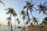 India, Goa, palm trees on Vagator beach
