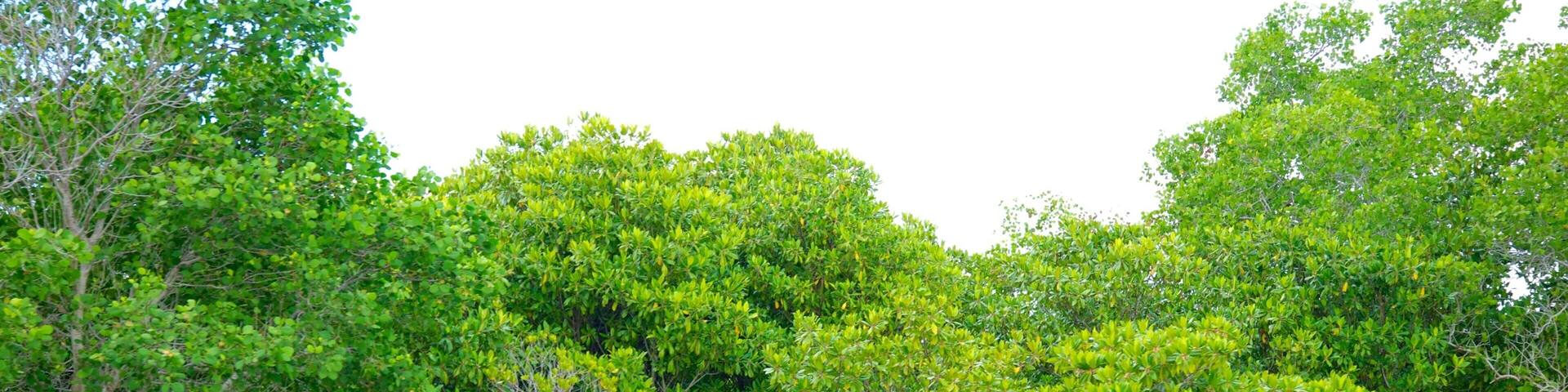 Moon Cot Sari Turtle Farm which includes rainforest and general coastal views