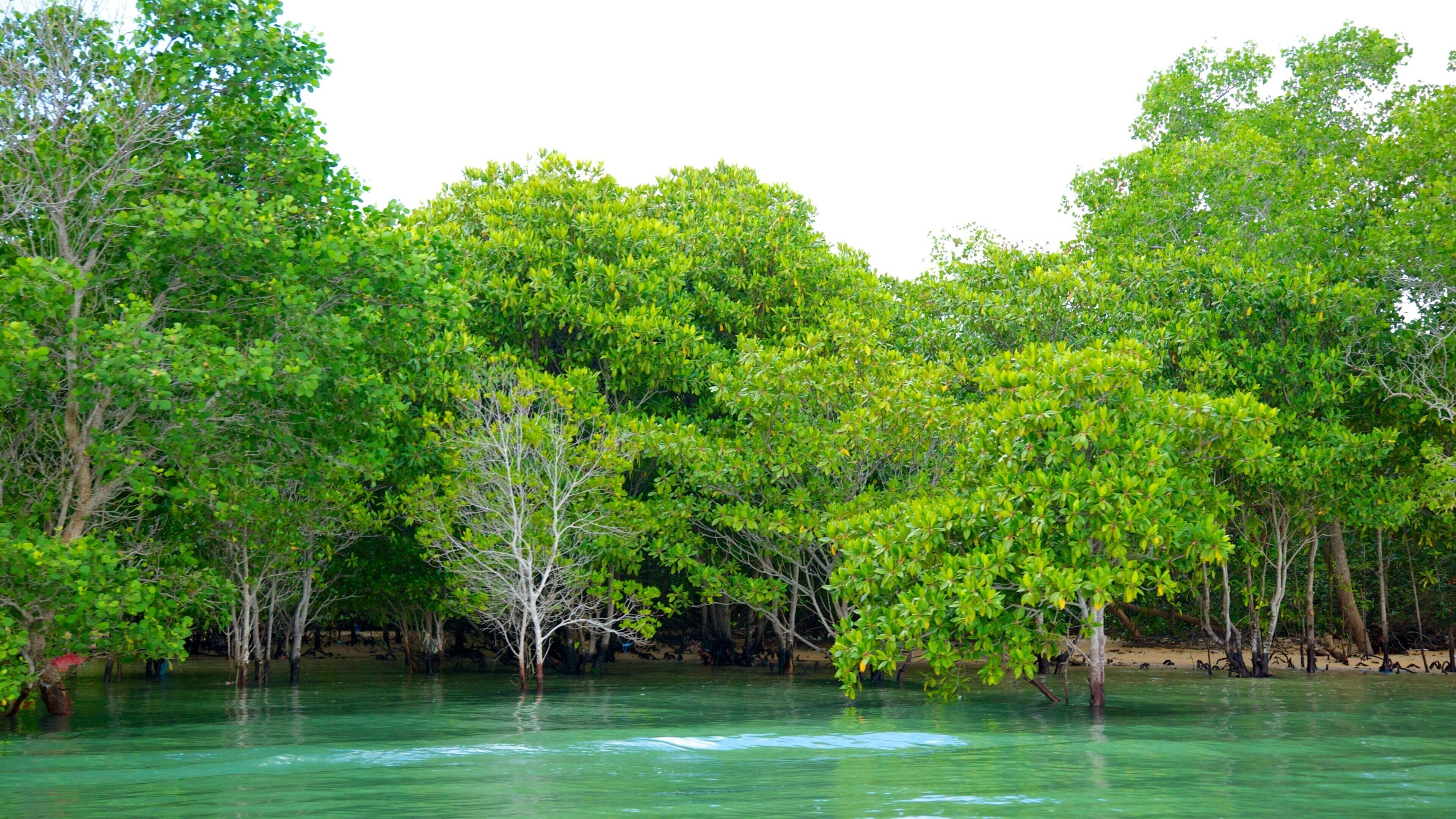 A mangrove forest with clear green water.