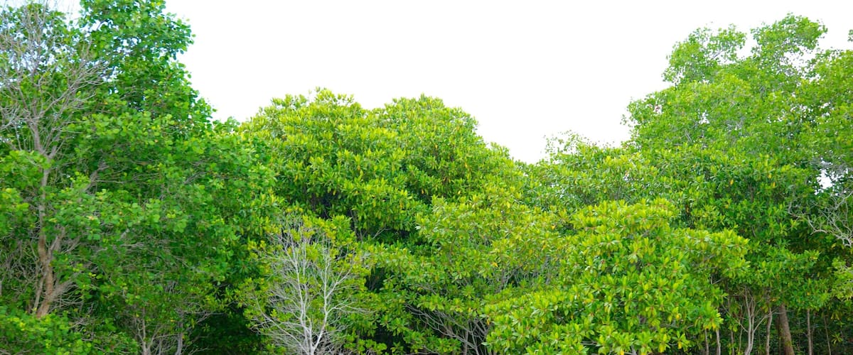 A mangrove forest with clear green water.