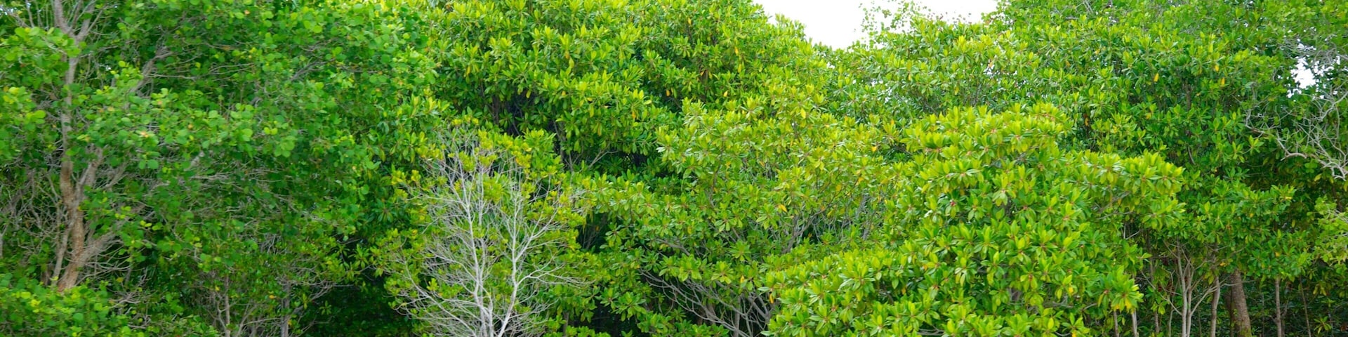 A mangrove forest with clear green water.