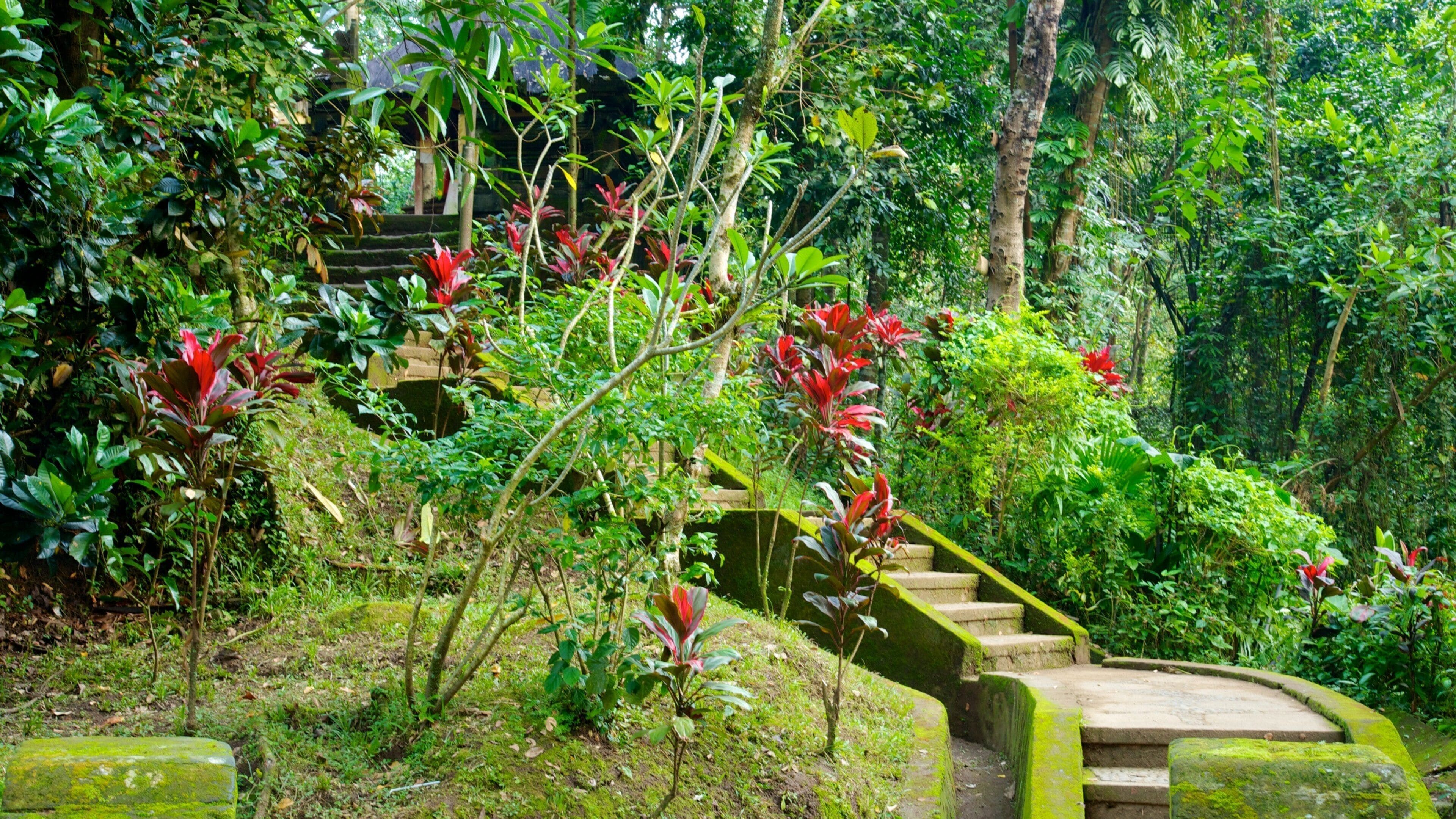 Elephant Cave แสดง ป่าฝน