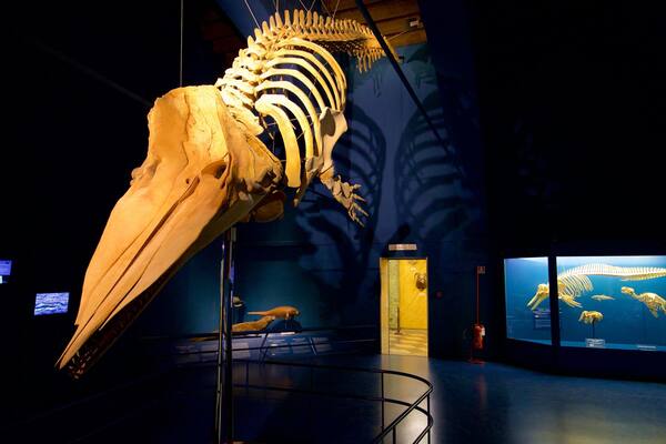 Caffi Natural Science Museum