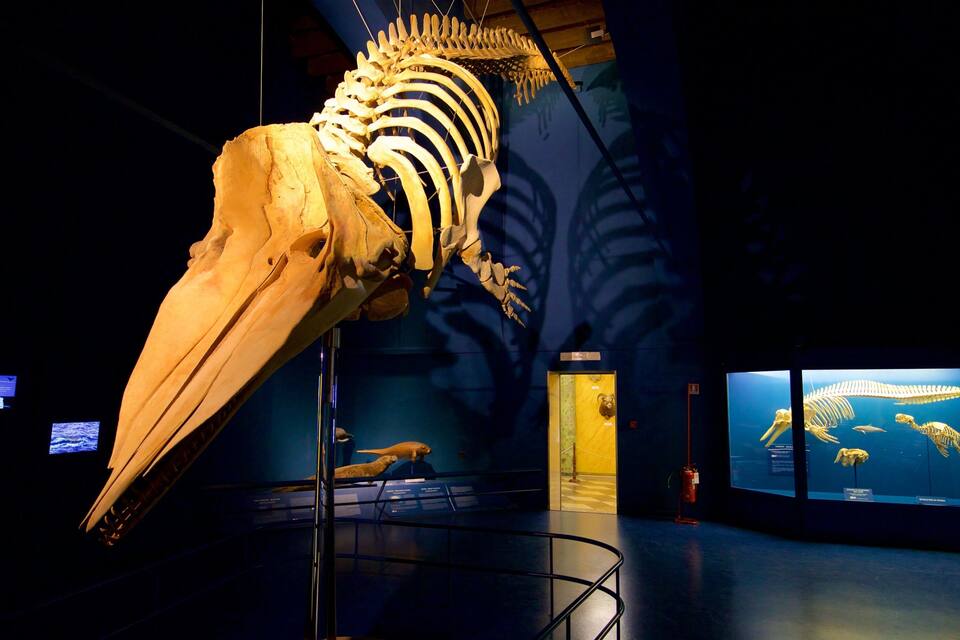 Una gran exhibición de un esqueleto de dinosaurio en un museo.