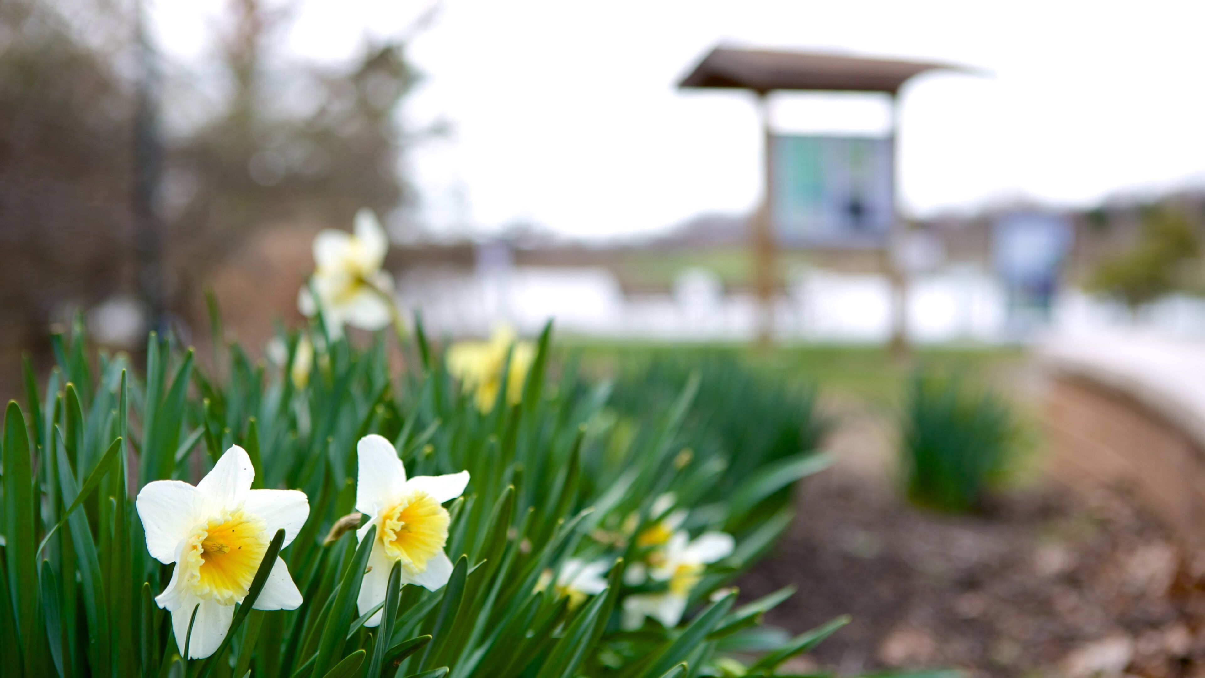 Lake Artemesia Park which includes flowers