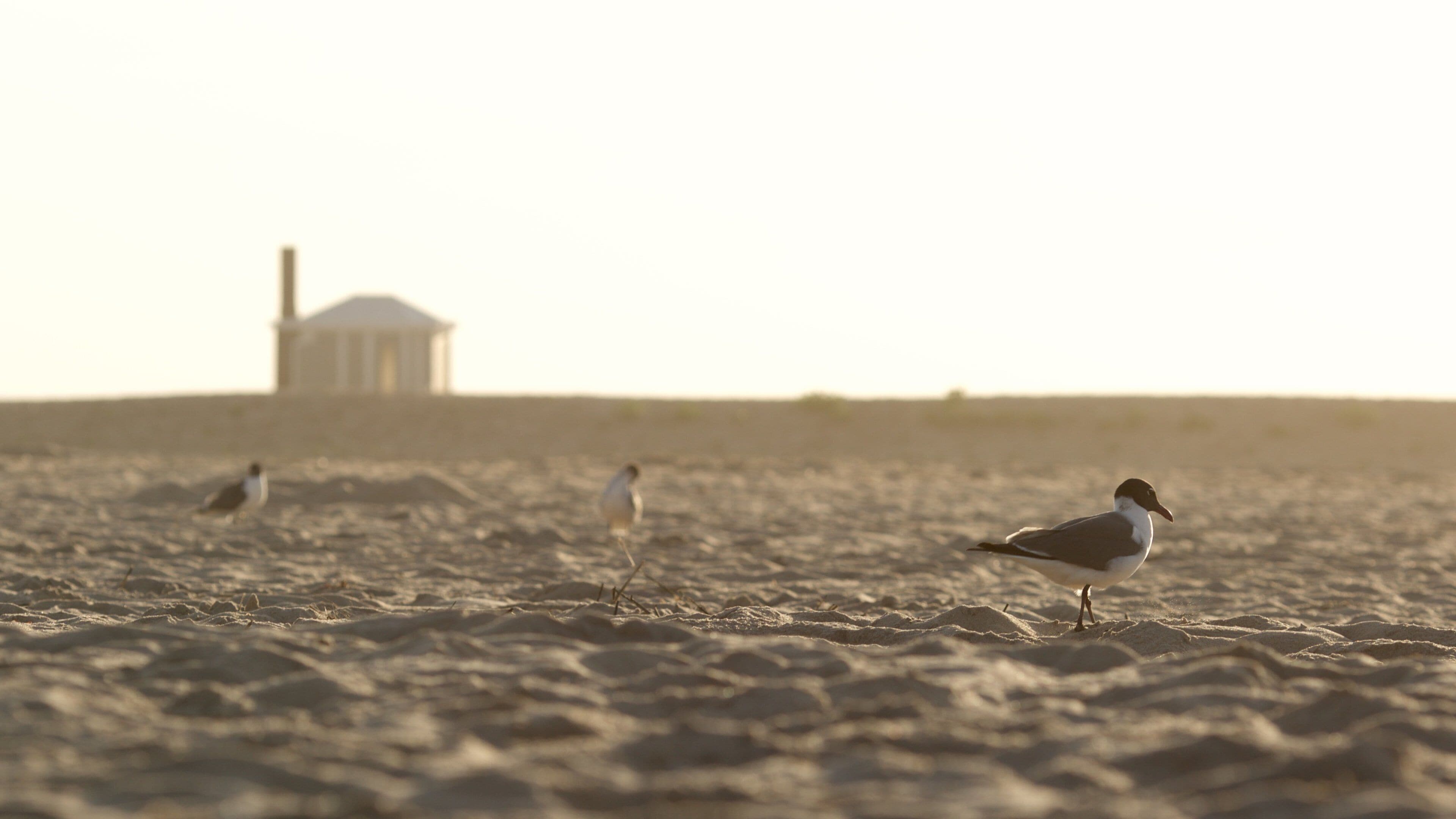 Assateague Island National Seashore which includes a beach and bird life
