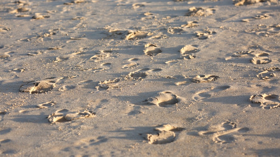 Assateague Island National Seashore featuring a sandy beach