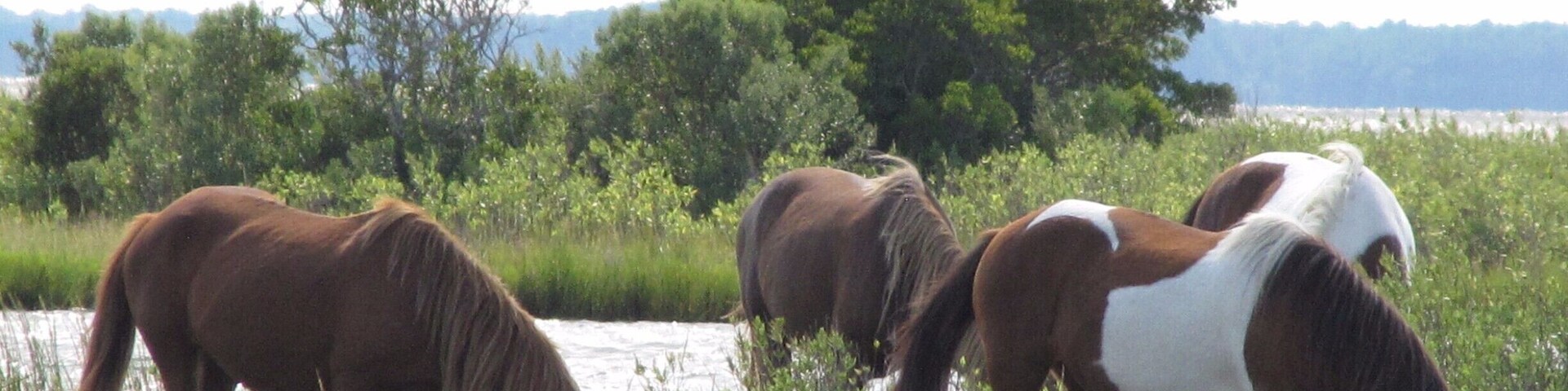 Un grupo de caballos pastando en un campo cubierto de hierba, con árboles y una masa de agua al fondo.
