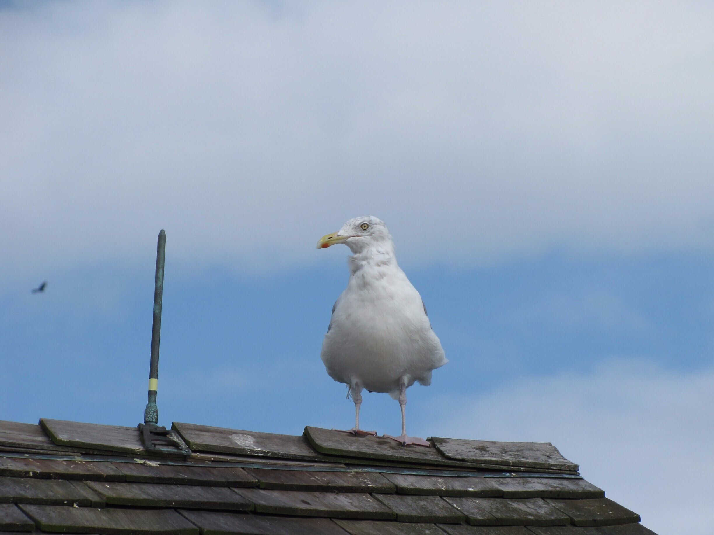 Seagull sitting on top of a building on the MD side of Assateague.