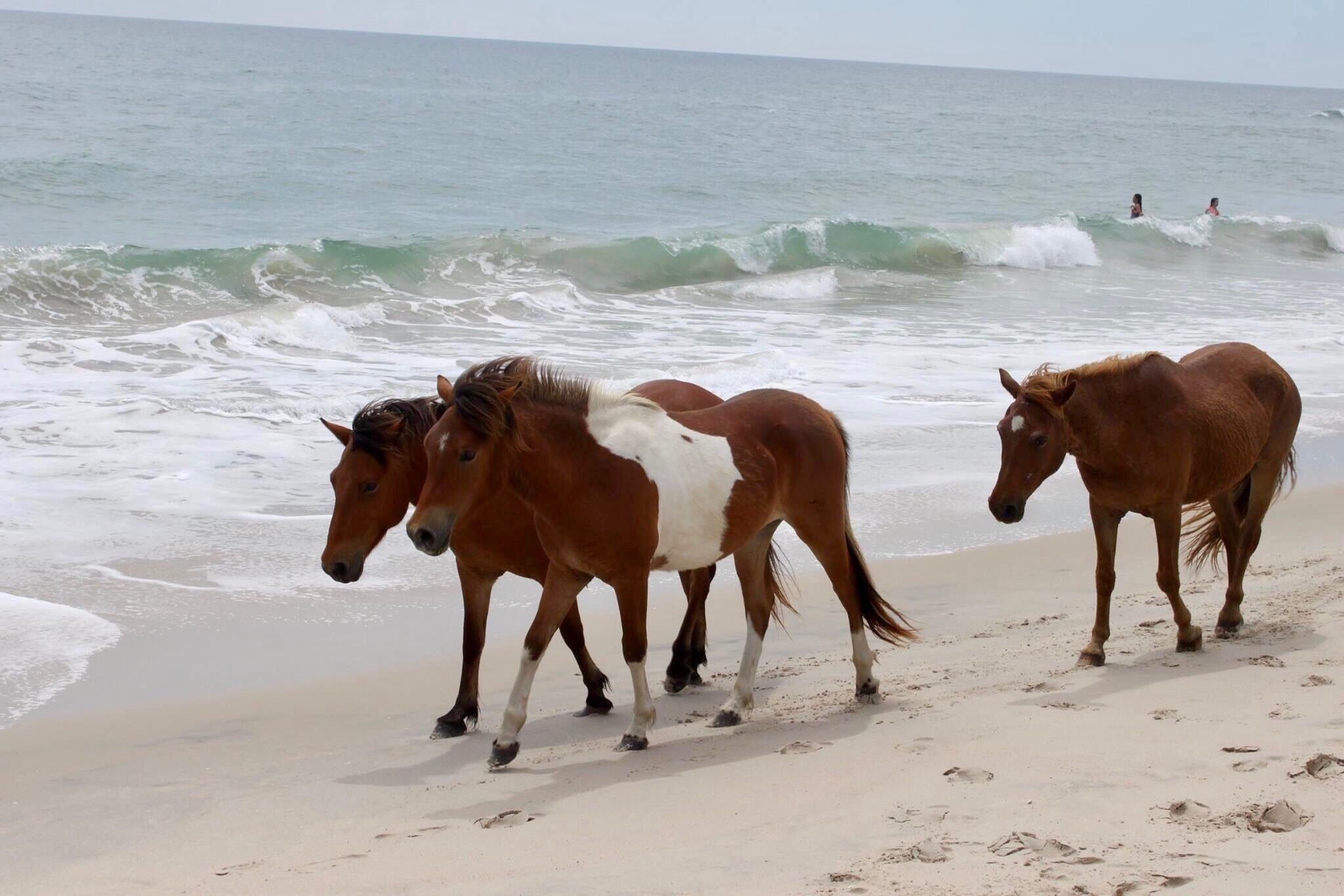 Wild horses on the beach :) Beautiful sand and water on the island!