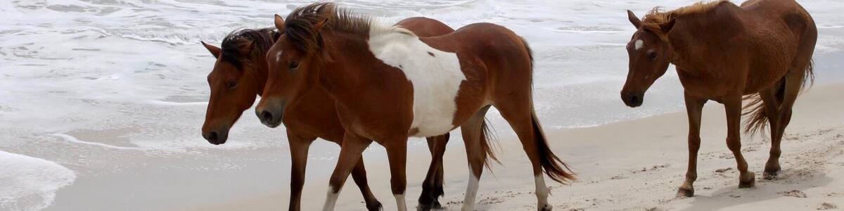 Wild horses on the beach :) Beautiful sand and water on the island!