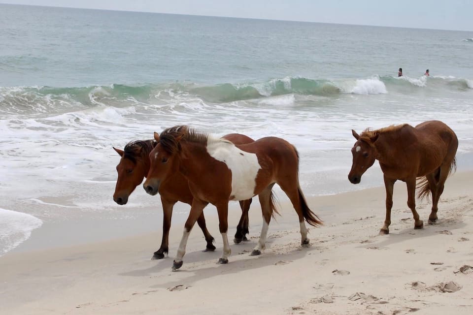 A beach with horses walking along the shore.