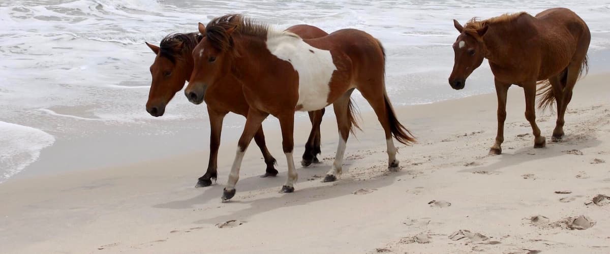 Wild horses on the beach :) Beautiful sand and water on the island!