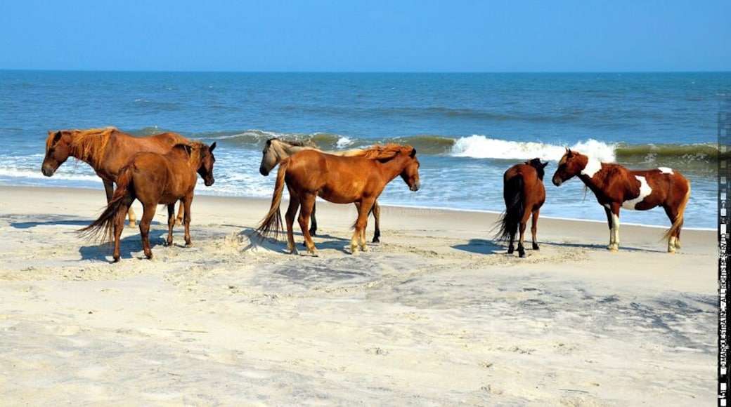 #colorful #blue
Wild horses on the beach.