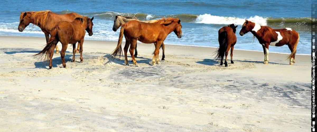 #colorful #blue
Wild horses on the beach.