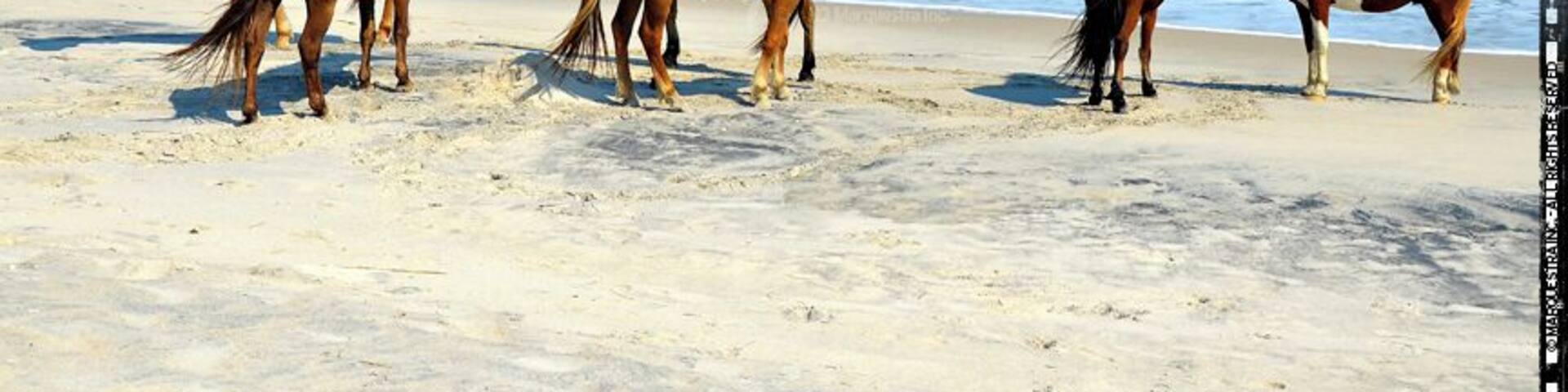 #colorful #blue
Wild horses on the beach.
