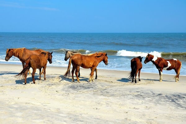 #colorful #blue
Wild horses on the beach.