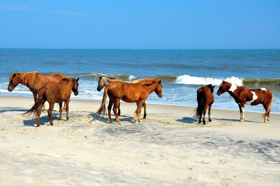 A beach with horses standing on the sand near the water.