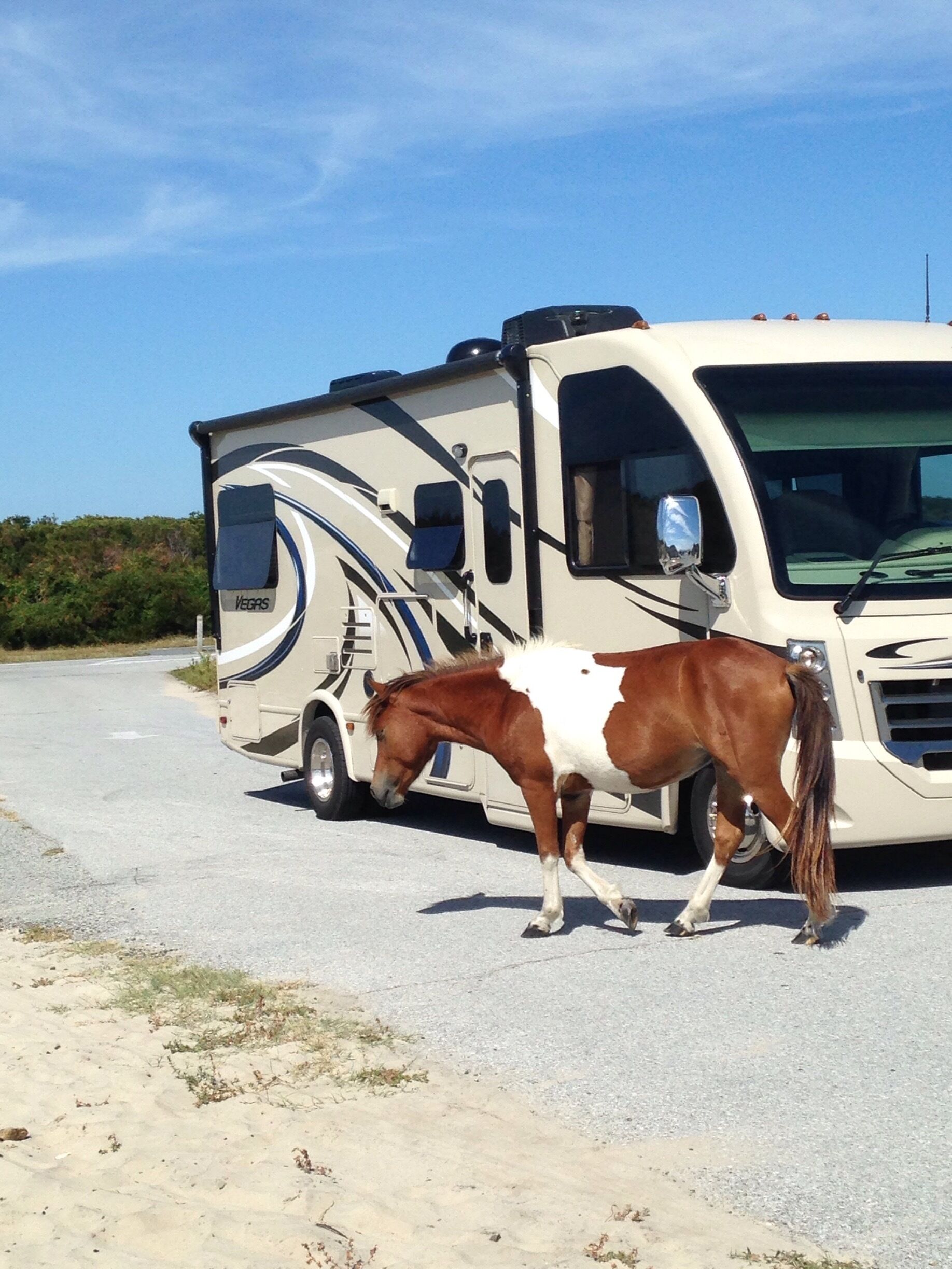 Camped at the State Park on the barrier island. There are about 130 wild ponies and many deer that roam freely in the campground. There were 8 ponies that we encountered while leaving for a tour of the National Park.