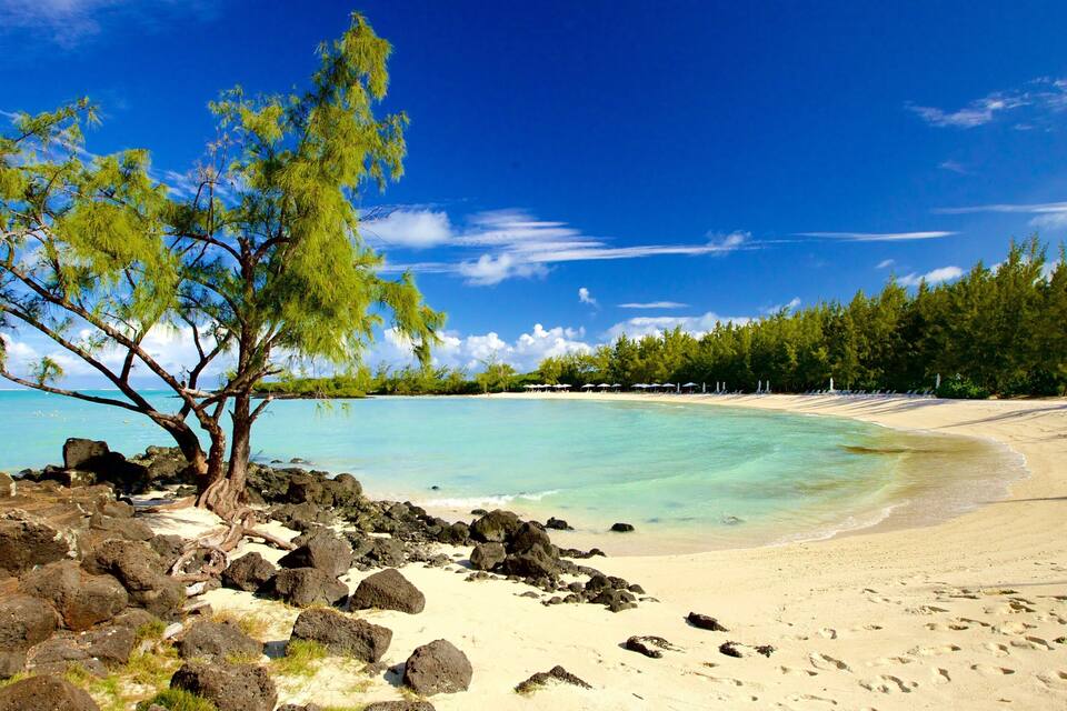 A tropical beach with clear turquoise waters, a sandy shore, and a tree with green foliage.