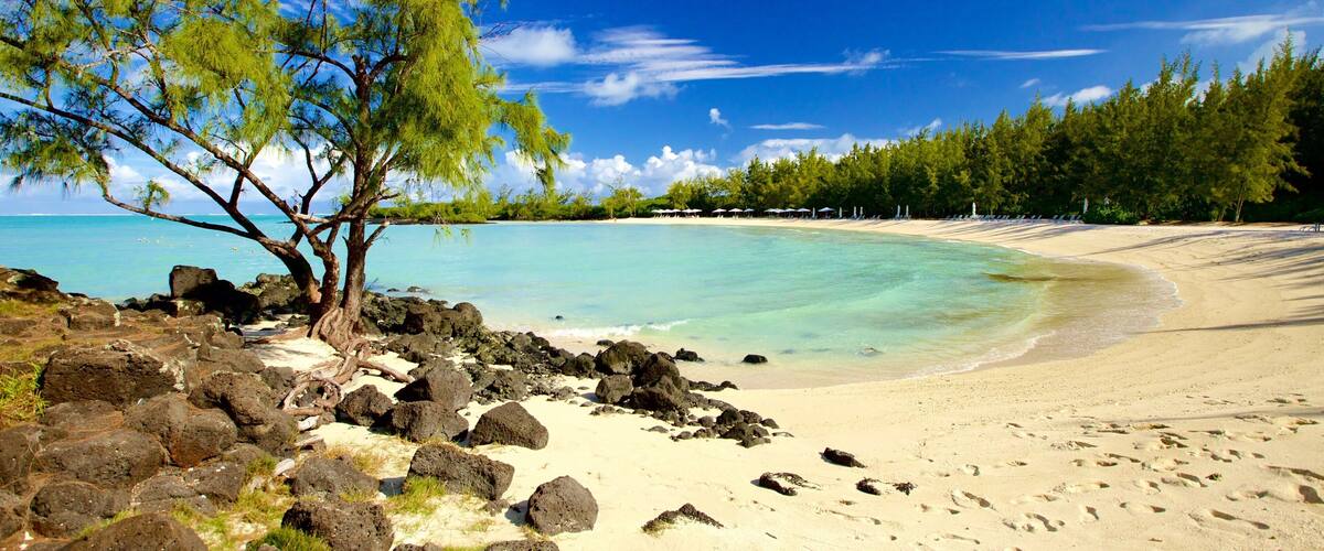 A tropical beach with clear turquoise waters, a sandy shore, and a tree with green foliage.