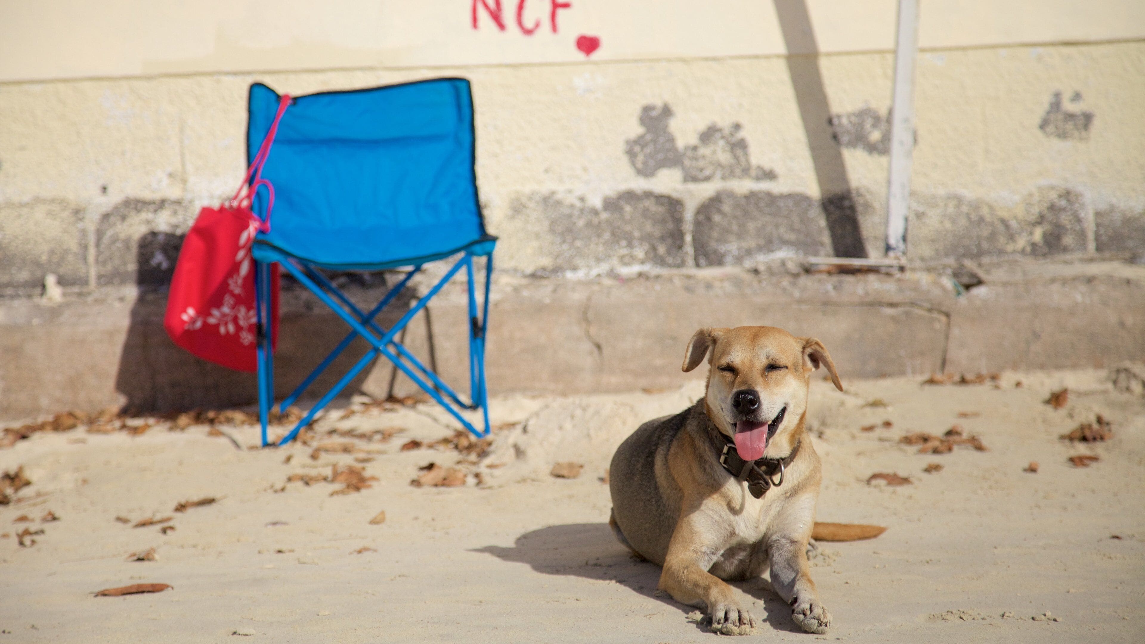 Mauritius featuring cuddly or friendly animals