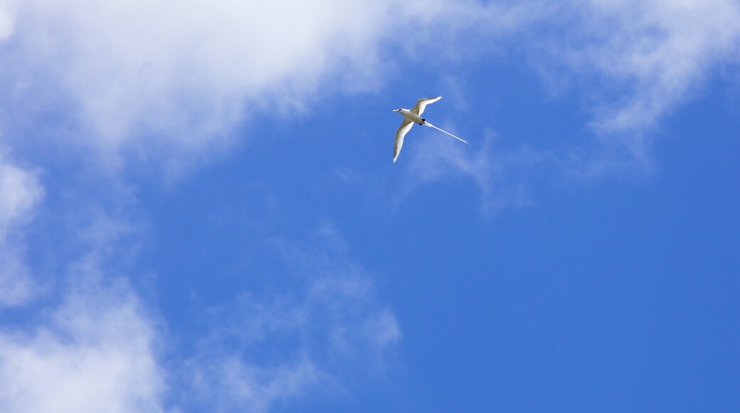 Tamarind Falls som viser fugleliv