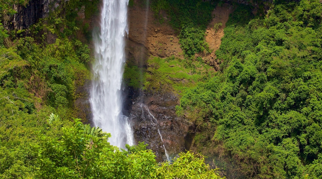 Black River Gorges National Park showing a waterfall and rainforest