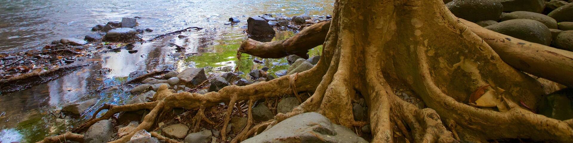Parc national des Gorges de la RiviĂšre Noire mettant en vedette riviĂšre ou ruisseau et chute d\'eau