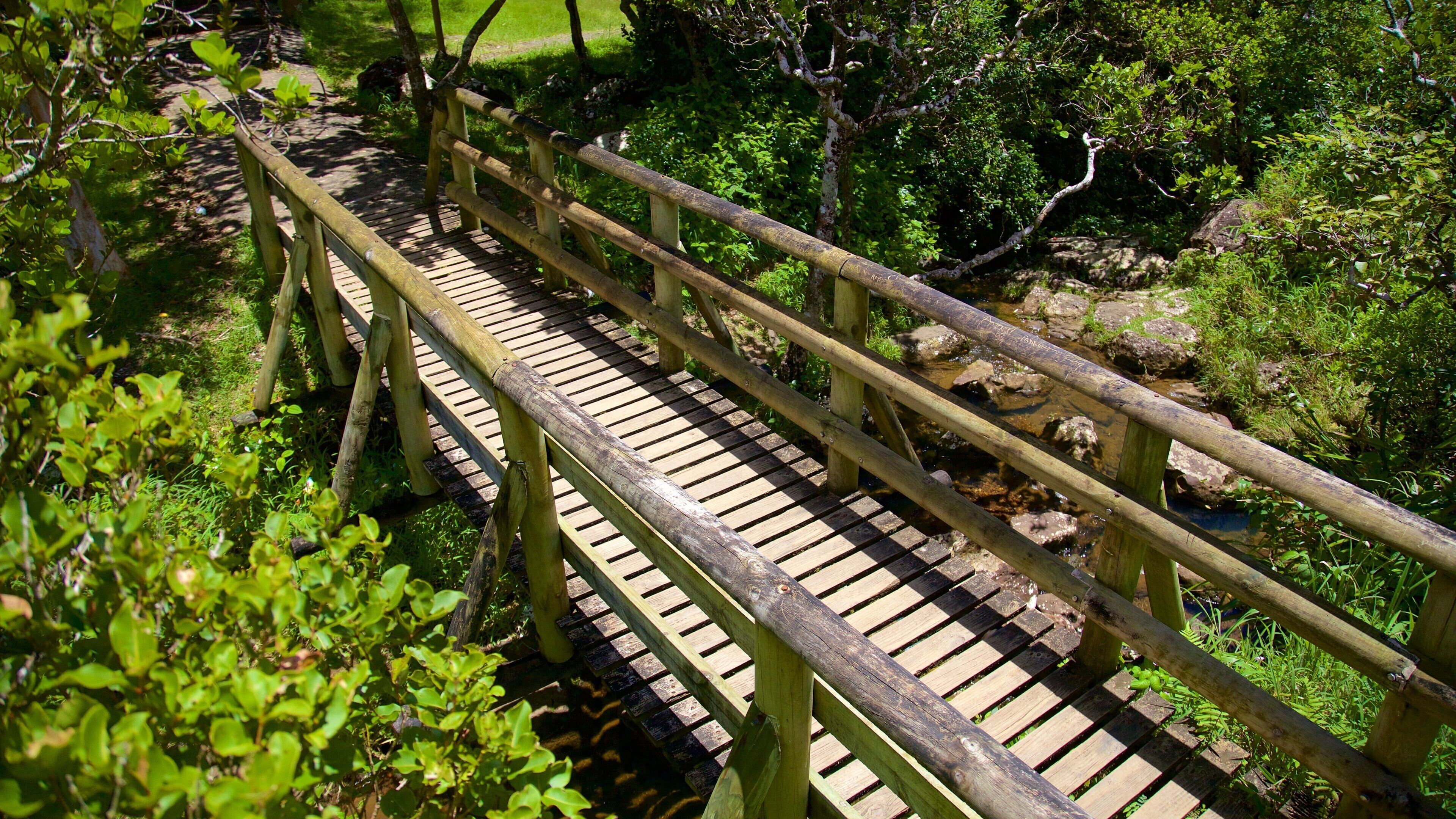 Parco Nazionale Black River Gorges che include fiume o ruscello