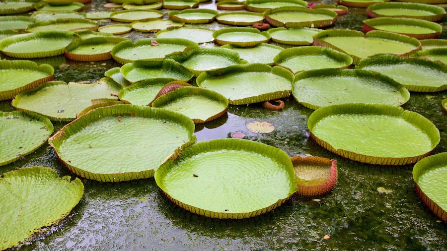 Sir Seewoosagur Ramgoolam Botanical Garden showing a pond