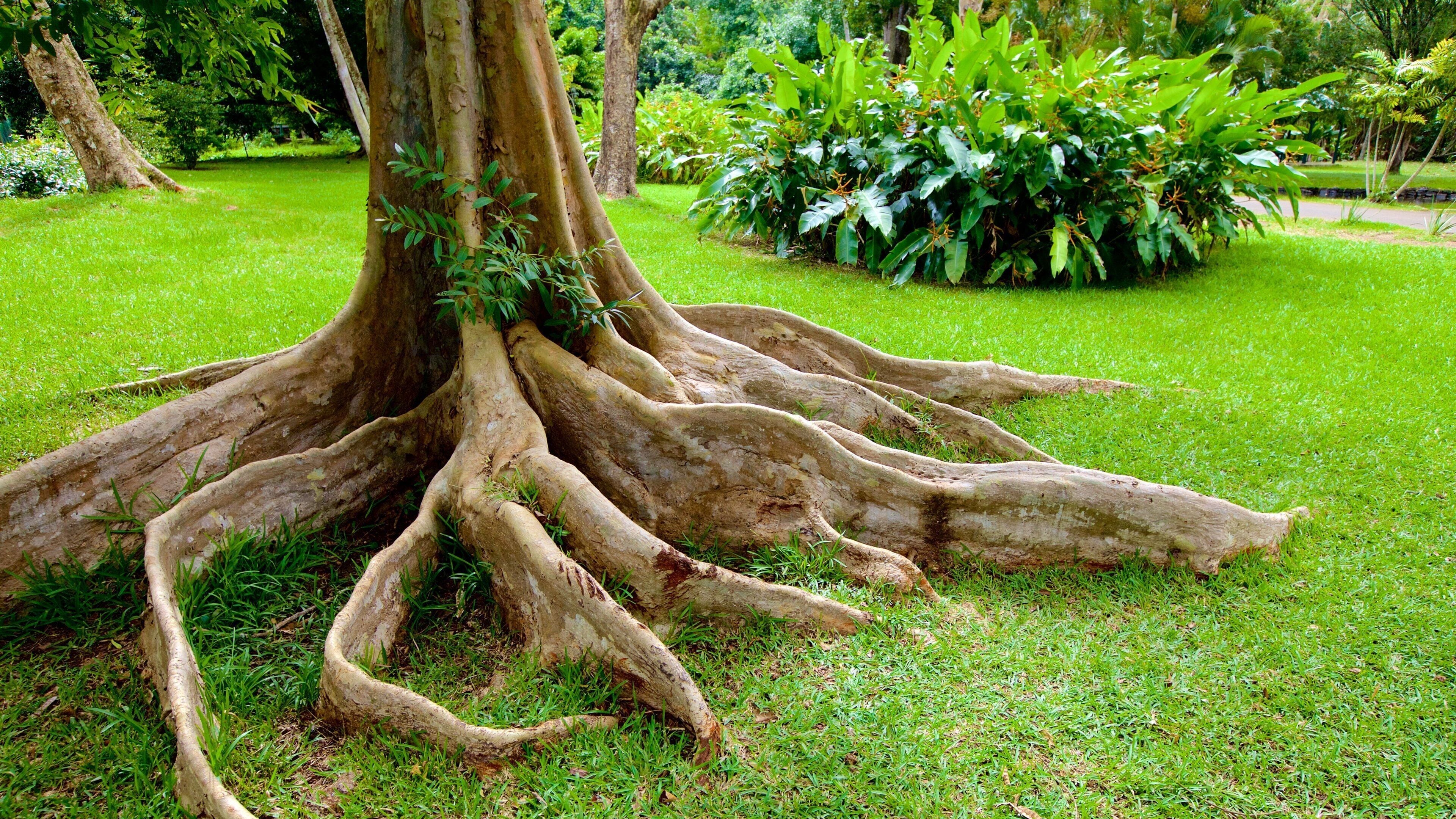 Pamplemousses Botanical Garden which includes a park