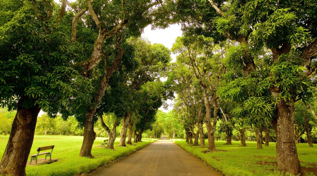 Pamplemousses Botanical Garden which includes a park