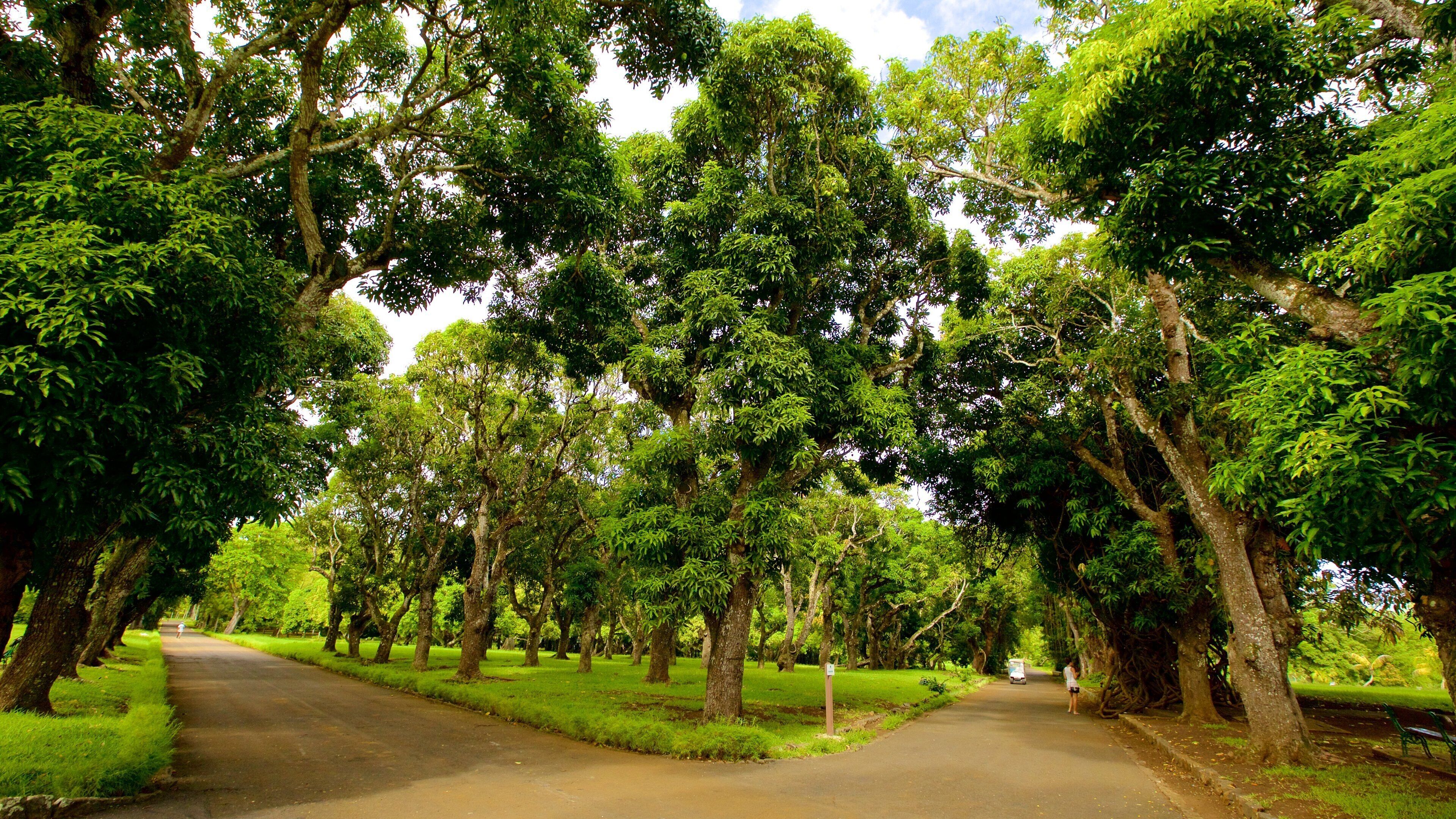 Pamplemousses Botanical Garden showing a garden