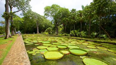 Um jardim com lago coberto de nenúfares, cercado por árvores e um caminho de pedra.