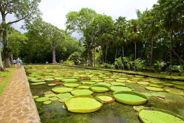 A garden with a pond covered in lily pads, surrounded by trees and a stone pathway.