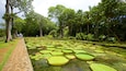 A garden with a pond covered in lily pads, surrounded by trees and a stone pathway.