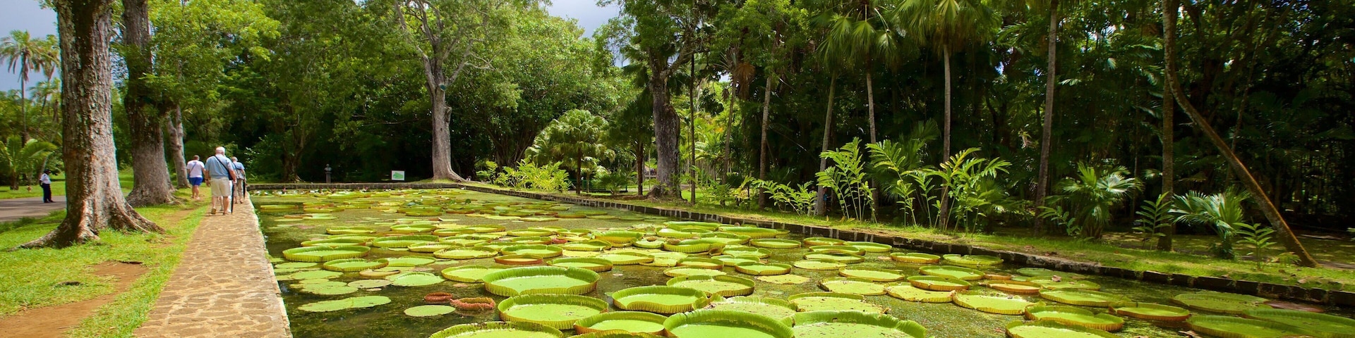Pamplemousses Botanical Garden featuring a pond and a garden